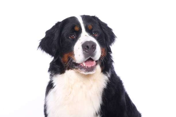 istock Portrait of a beautiful dog 1076340578