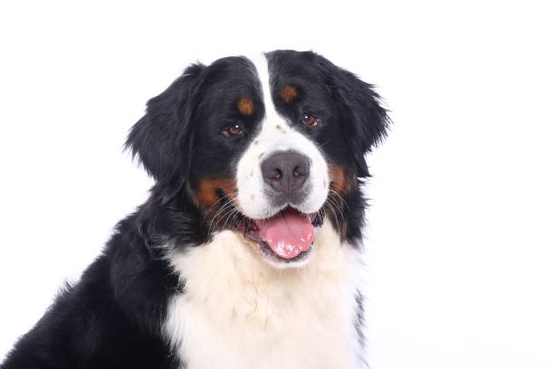 istock Portrait of a beautiful dog 1076340598