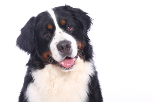 istock Portrait of a beautiful dog 1076340604