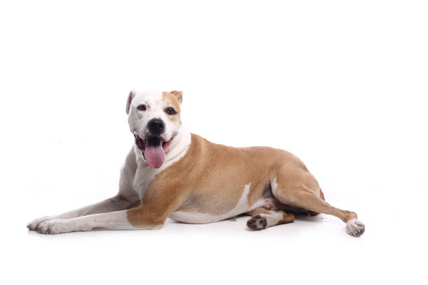istock Portrait of a beautiful dog 1076340640