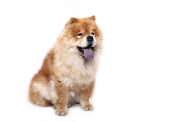 istock Portrait of a beautiful dog 1076340660
