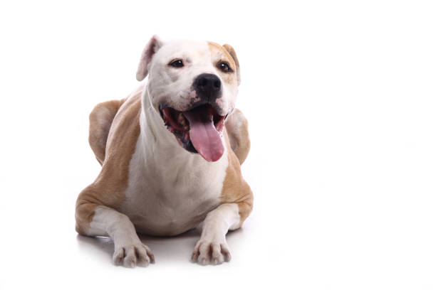 istock Portrait of a beautiful dog 1076340690