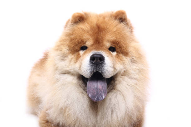istock Portrait of a beautiful dog 1076340790