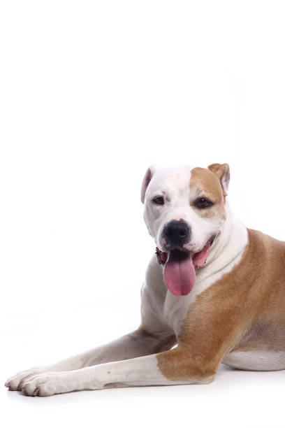 istock Portrait of a beautiful dog 1076340806