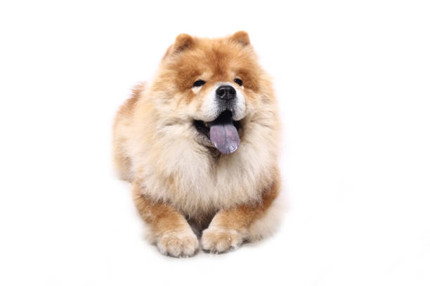 istock Portrait of a beautiful dog 1076340808