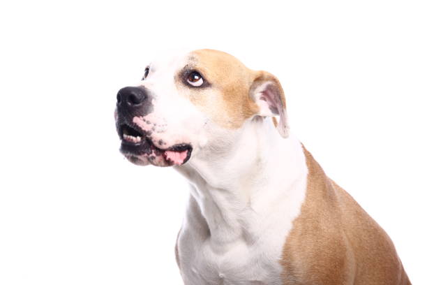 istock Portrait of a beautiful dog 1076340810