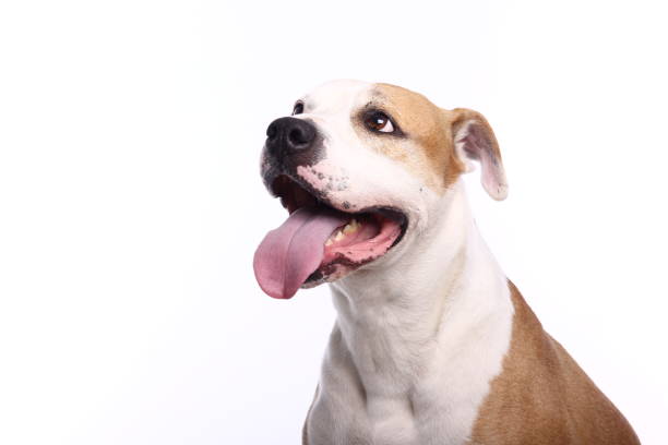 istock Portrait of a beautiful dog 1076340812