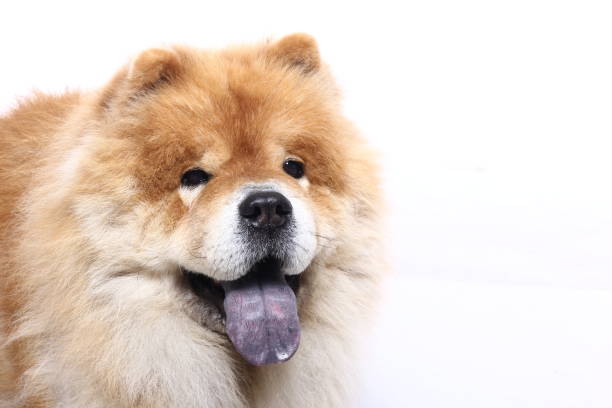 istock Portrait of a beautiful dog 1076340848