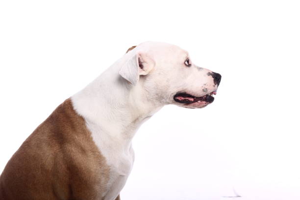 istock Portrait of a beautiful dog 1076340858
