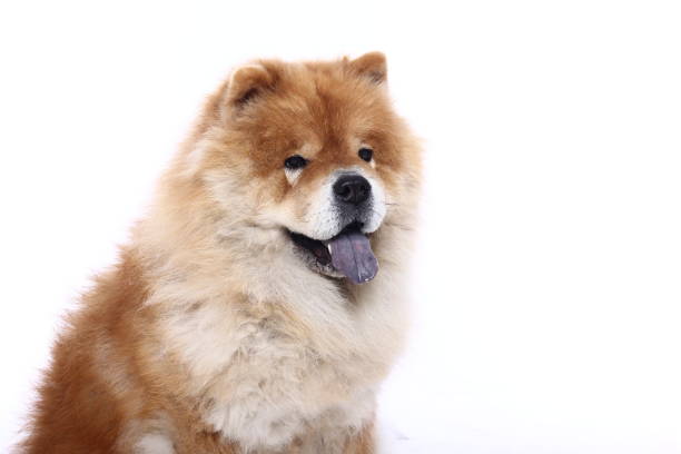 istock Portrait of a beautiful dog 1076340870