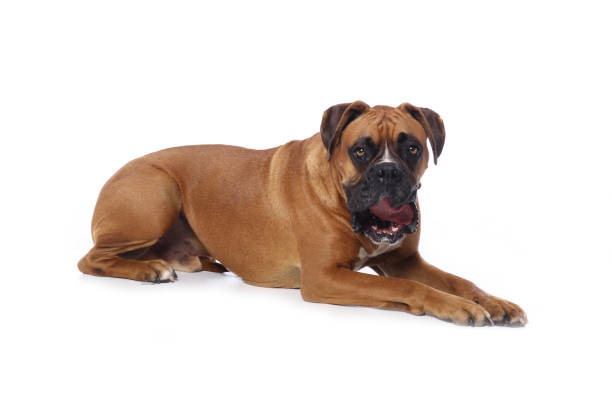 istock Portrait of a beautiful dog 1076341086