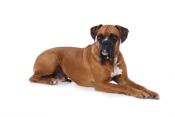 istock Portrait of a beautiful dog 1076341088