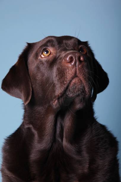 istock Portrait of a beautiful dog 1076341090