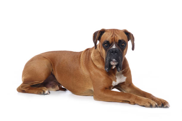 istock Portrait of a beautiful dog 1076341094