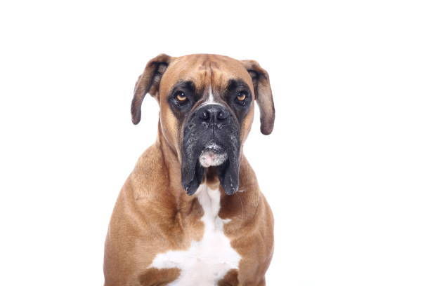 istock Portrait of a beautiful dog 1076341098