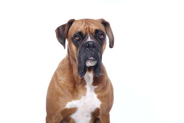 istock Portrait of a beautiful dog 1076341100