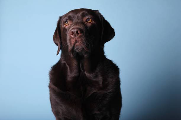 istock Portrait of a beautiful dog 1076341146