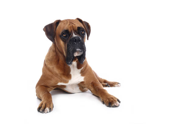 istock Portrait of a beautiful dog 1076341160