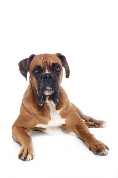 istock Portrait of a beautiful dog 1076341166