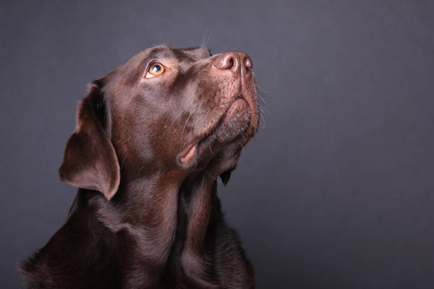 istock Portrait of a beautiful dog 1076341168