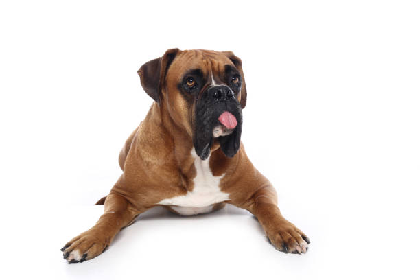 istock Portrait of a beautiful dog 1076341172