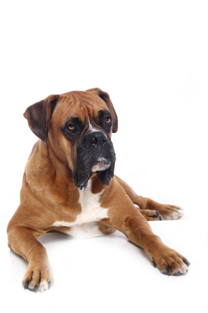 istock Portrait of a beautiful dog 1076341240