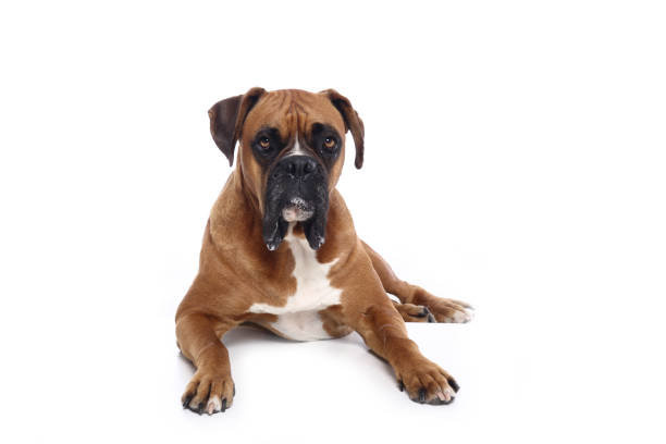istock Portrait of a beautiful dog 1076341252
