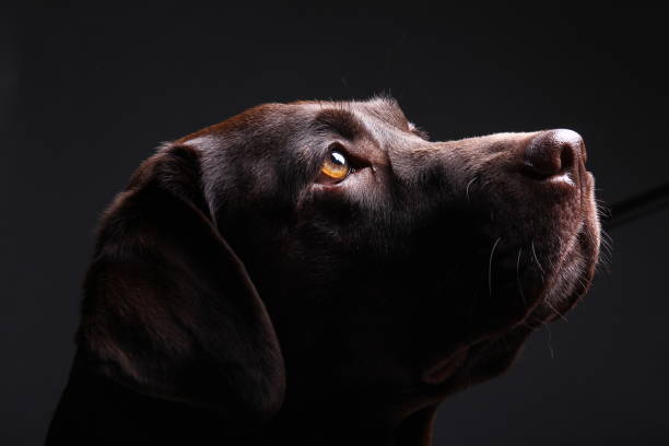 istock Portrait of a beautiful dog 1076341324