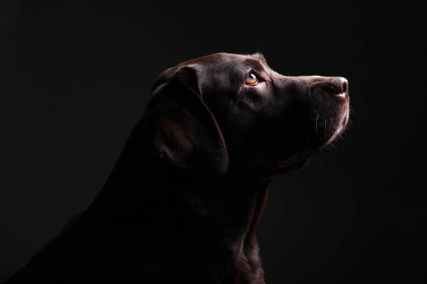 istock Portrait of a beautiful dog 1076341334