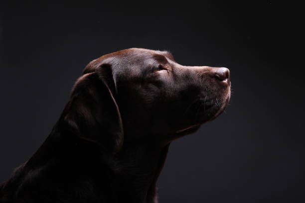 istock Portrait of a beautiful dog 1076341338
