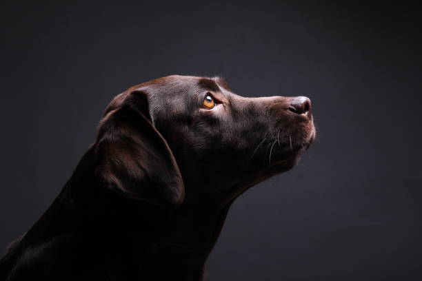 istock Portrait of a beautiful dog 1076341356