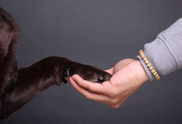 istock Portrait of a beautiful dog 1076341378