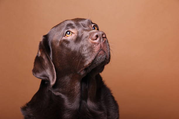 istock Portrait of a beautiful dog 1076341392
