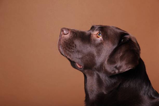 istock Portrait of a beautiful dog 1076341394
