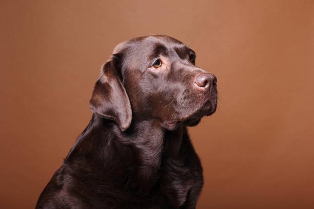 istock Portrait of a beautiful dog 1076341398