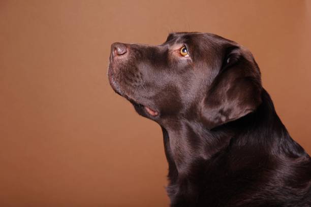 istock Portrait of a beautiful dog 1076341402
