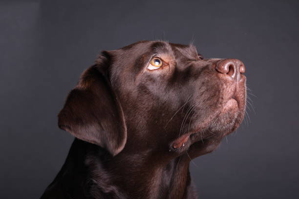 istock Portrait of a beautiful dog 1076341404