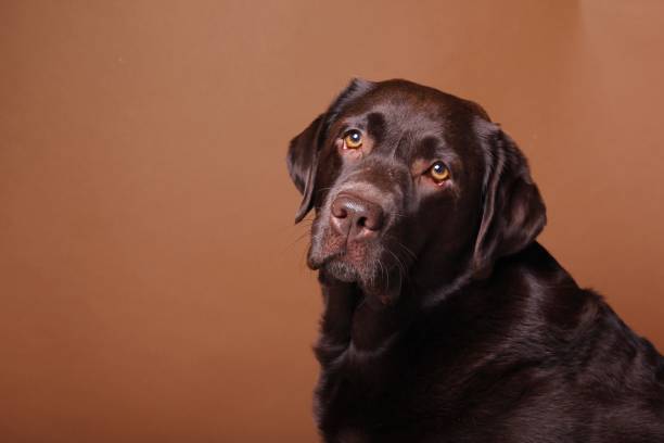 istock Portrait of a beautiful dog 1076341406
