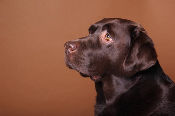 istock Portrait of a beautiful dog 1076341426