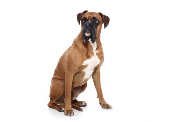 istock Portrait of a beautiful dog 1076341428
