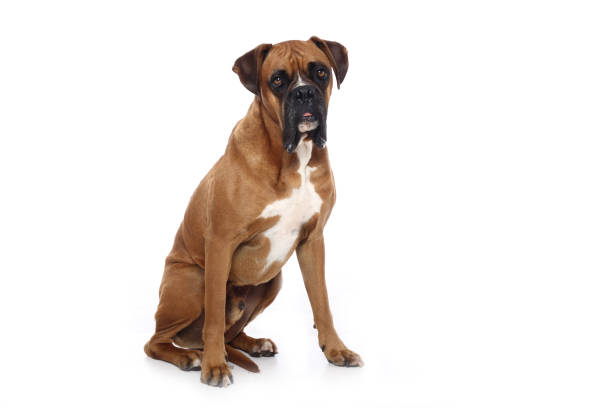 istock Portrait of a beautiful dog 1076341436