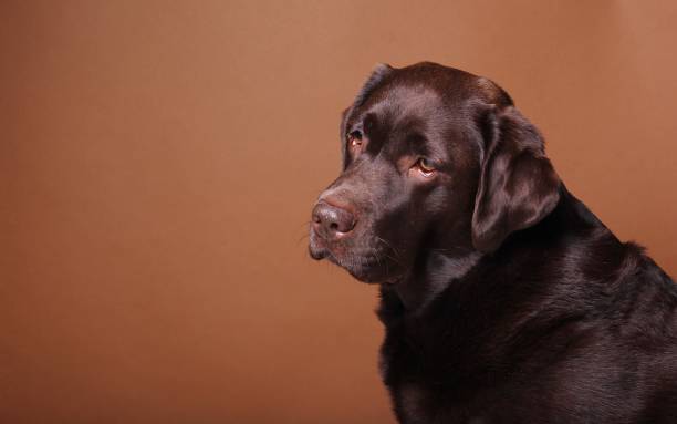 istock Portrait of a beautiful dog 1076341440