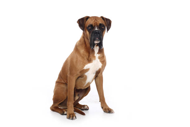 istock Portrait of a beautiful dog 1076341448