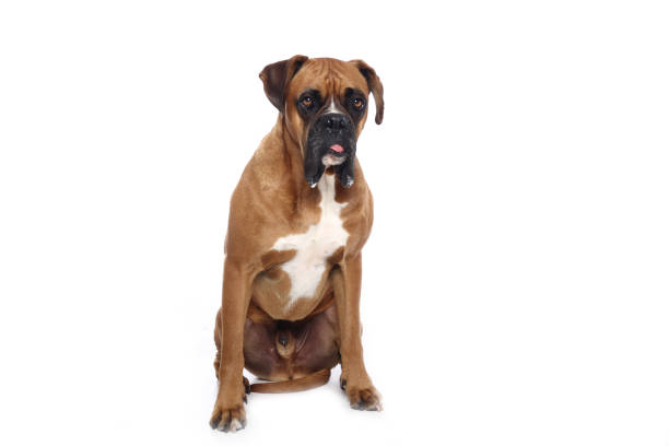 istock Portrait of a beautiful dog 1076341452