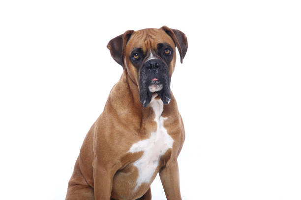 istock Portrait of a beautiful dog 1076341470