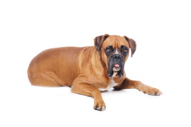 istock Portrait of a beautiful dog 1076341498
