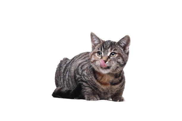 istock portrait of a beautiful cat 1076341928