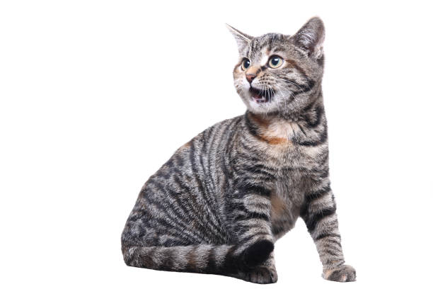 istock portrait of a beautiful cat 1076341930