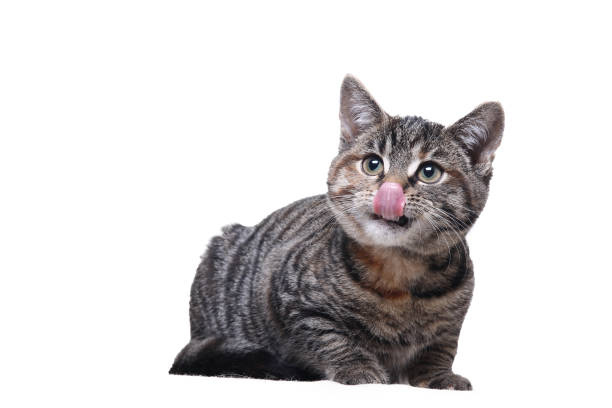 istock portrait of a beautiful cat 1076341932
