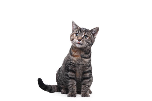 istock portrait of a beautiful cat 1076341962